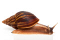 Achatina balteata infrafusca Congo semiadult